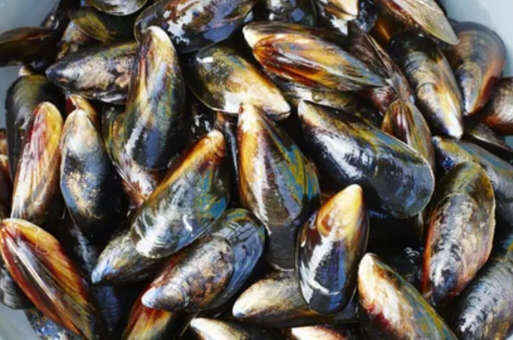 Can Pregnant Women Eat Mussels