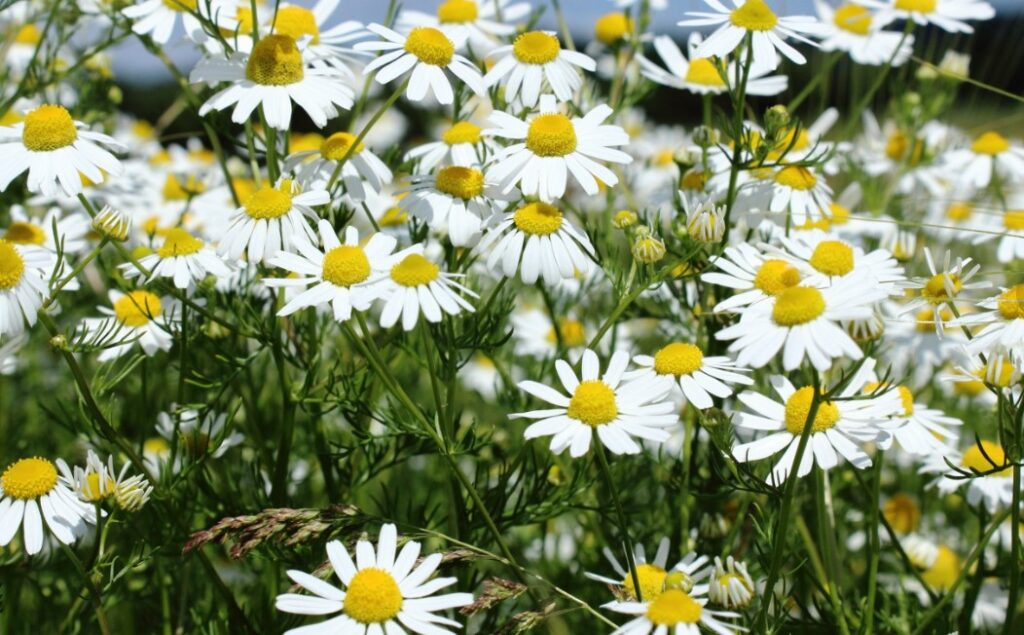 Is Chamomile Safe During Pregnancy