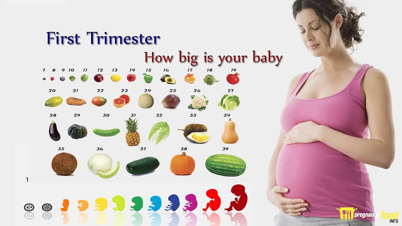 How Big Is a Baby at 19 Weeks?