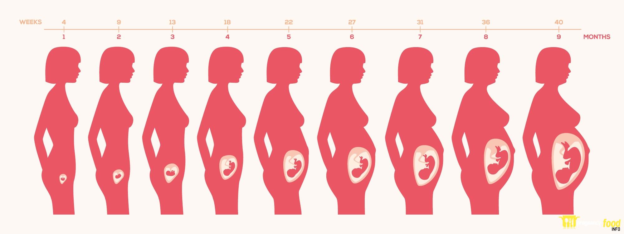 How Big is a Baby at 22 Weeks?