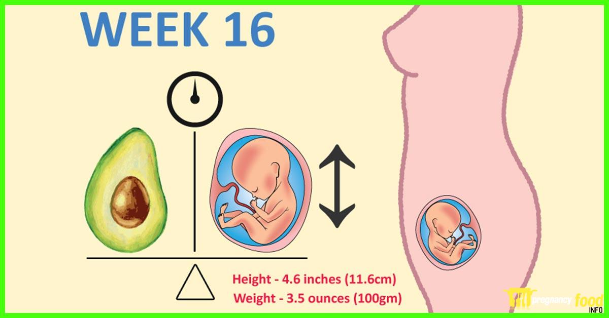 How Big Is a Baby at 5 Weeks?