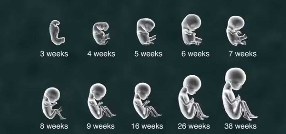 How Big Is a Baby at 6 Weeks?