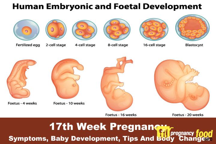 How Big Is Baby at 17 Weeks?